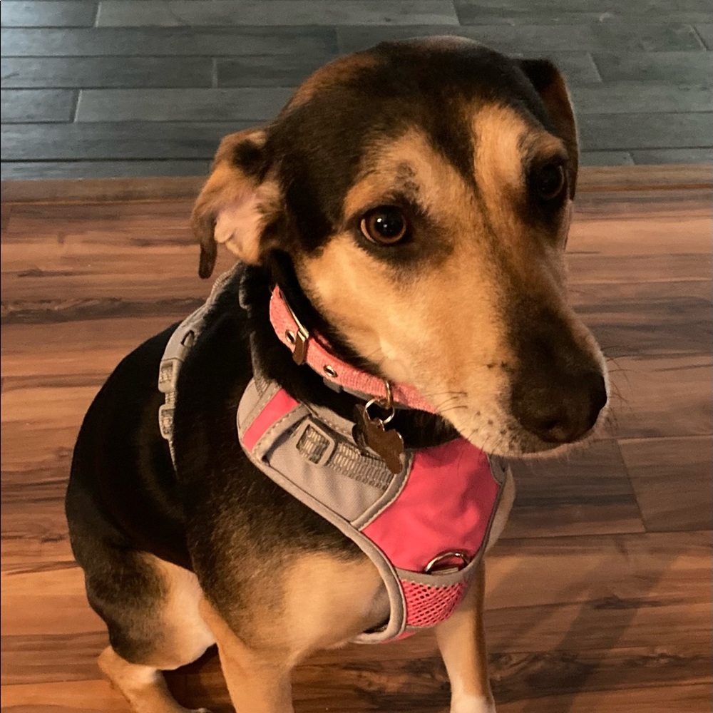 Sadie Mae says…